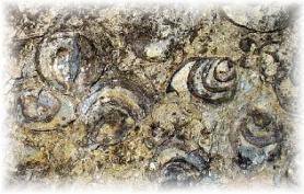 Naučná stezka "Schneckenwand" - šnečí fosílie